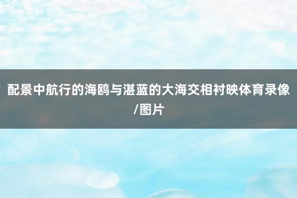 配景中航行的海鸥与湛蓝的大海交相衬映体育录像/图片